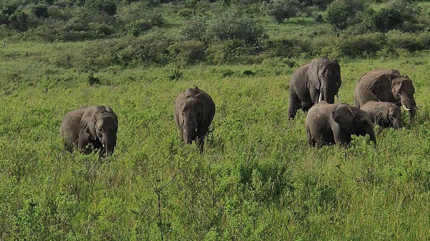 Combined tour Luxury Elite (2n. Tsavo East Safari, the rest nights 5* Beach hotel)- I